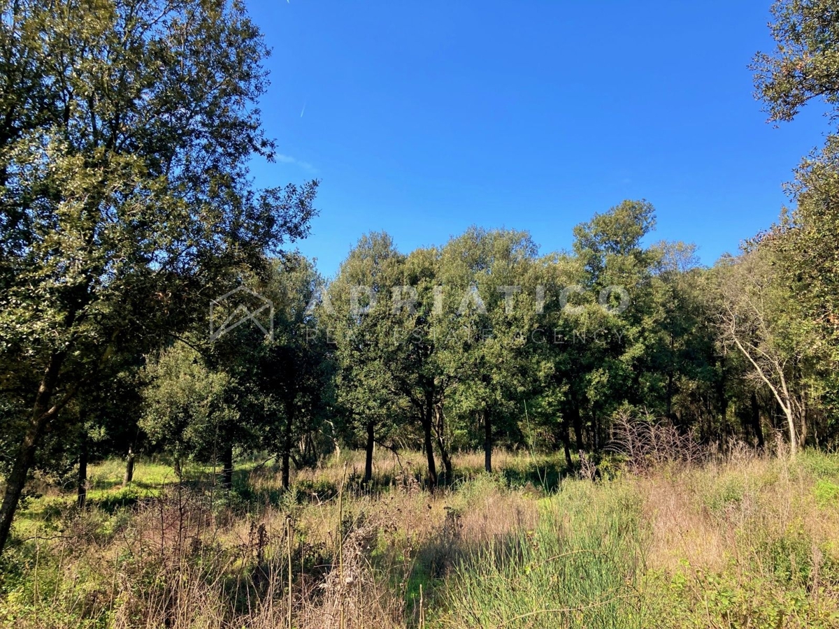 Rovigno, terreno boschivo e agricolo di 11040m2