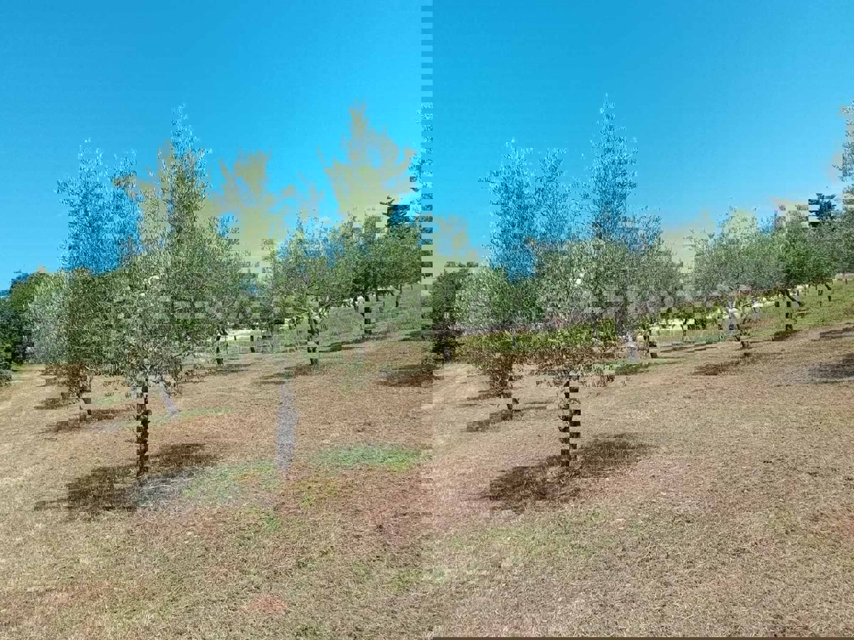 Rovigno, un uliveto ben curato