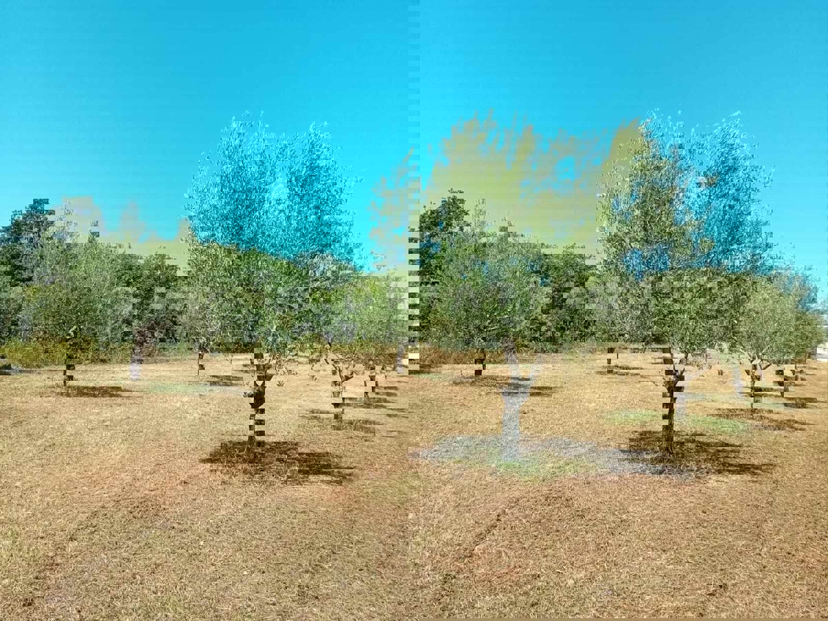 Rovigno, un uliveto ben curato