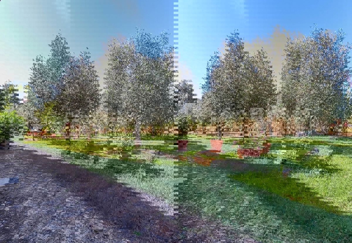 Rovigno, casa a un piano con ampio terreno, a 500 metri dal mare