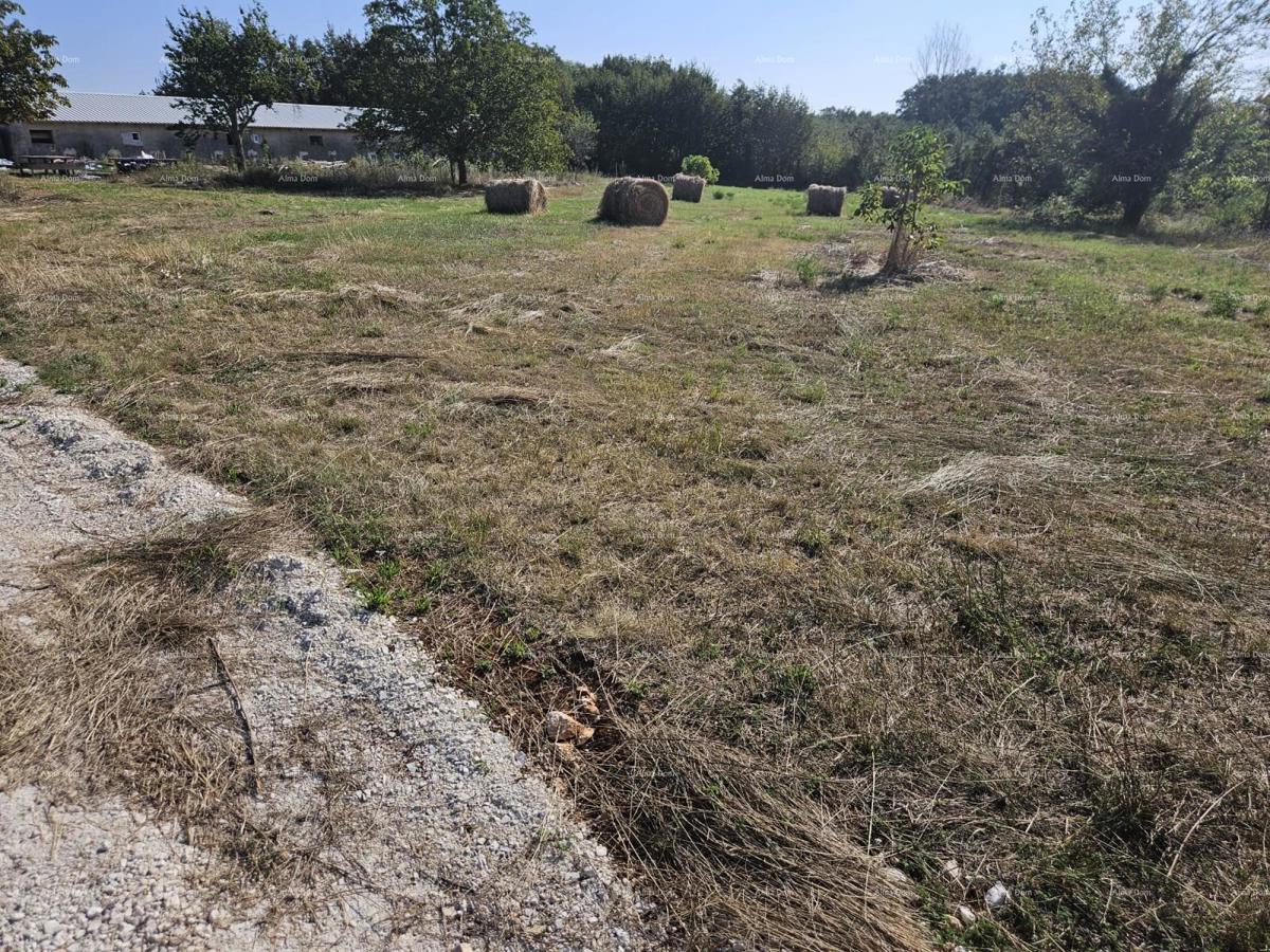 Vendita di terreni edificabili, Žminj