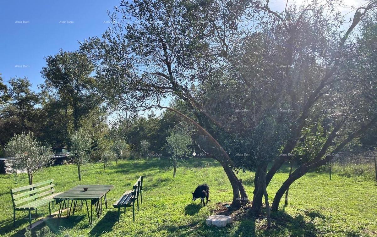 Terreno agricolo Umag