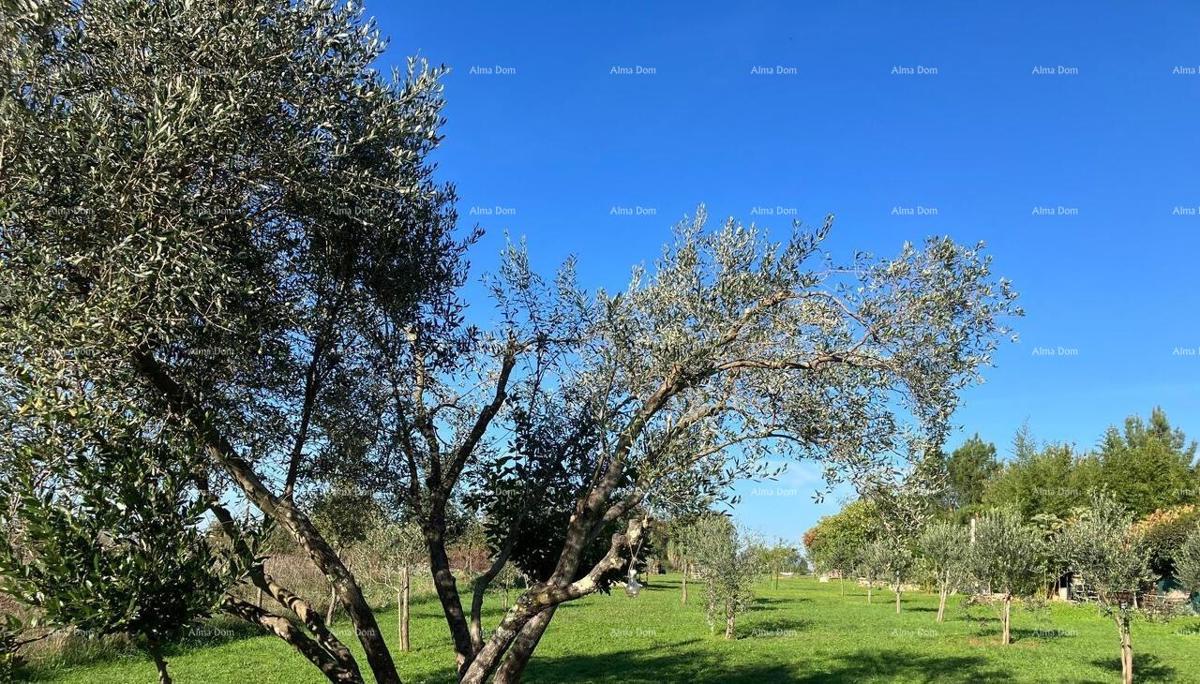 Terreno agricolo Umag