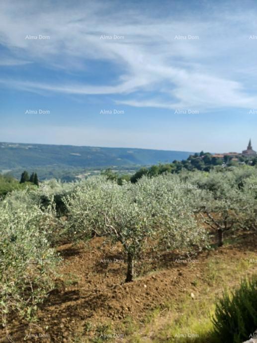Terreno edificabile con uliveto e vista panoramica – Grožnjan