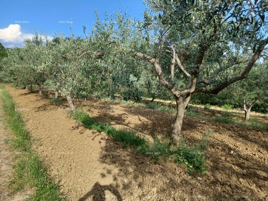 Terreno edificabile con uliveto e vista panoramica – Grožnjan