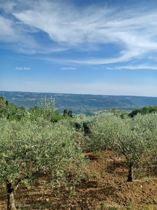 Terreno edificabile con uliveto e vista panoramica – Grožnjan