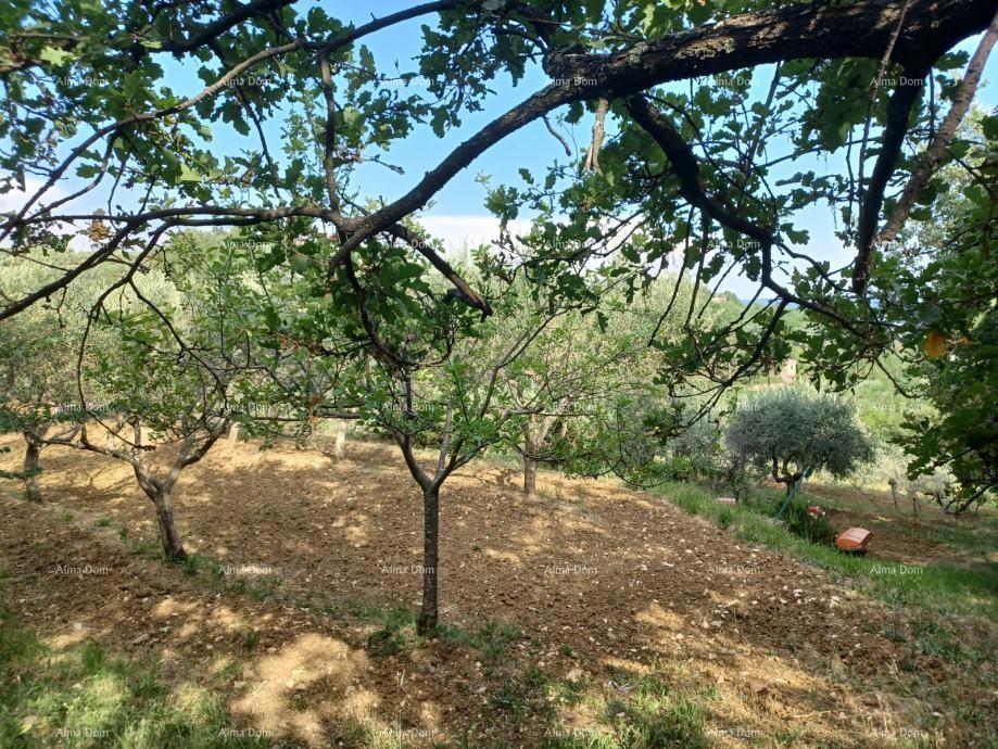 Terreno edificabile con uliveto e vista panoramica – Grožnjan