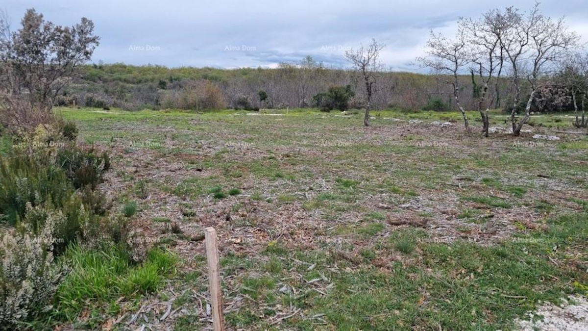 Vendita di terreni agricoli, Marčana