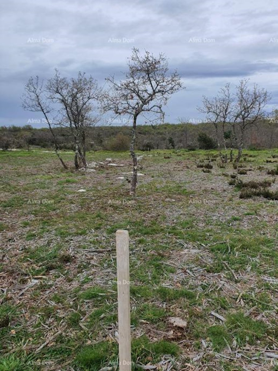 Vendita di terreni agricoli, Marčana