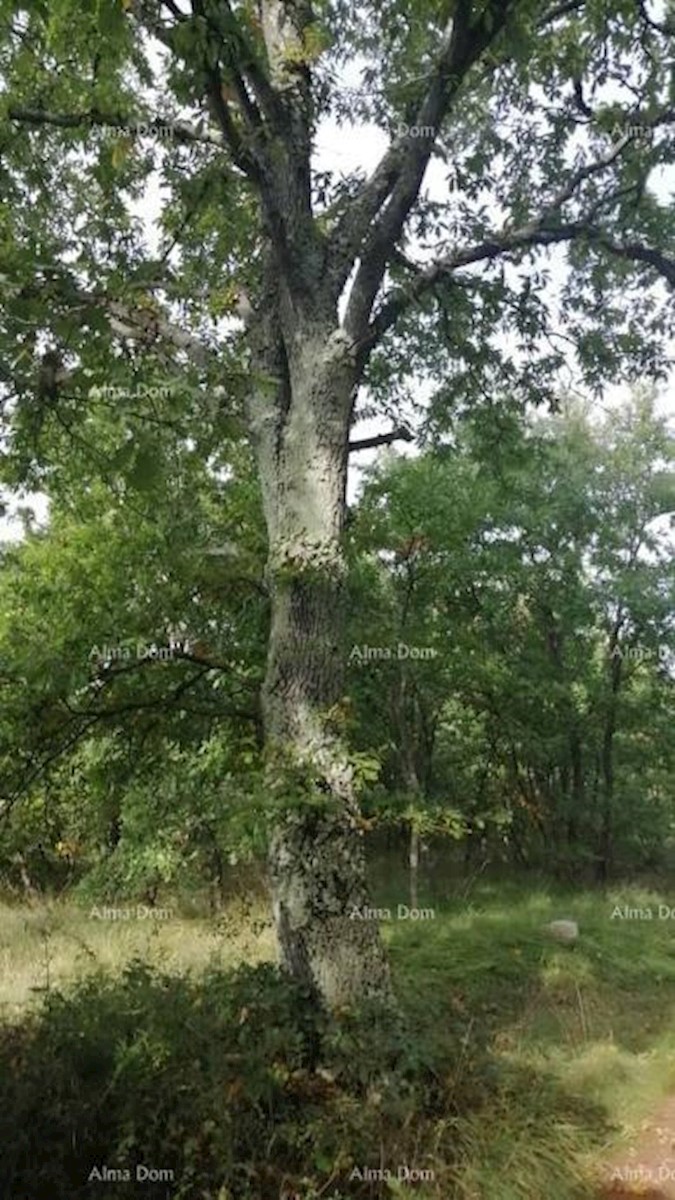 Bibići terreno agricolo in vendita