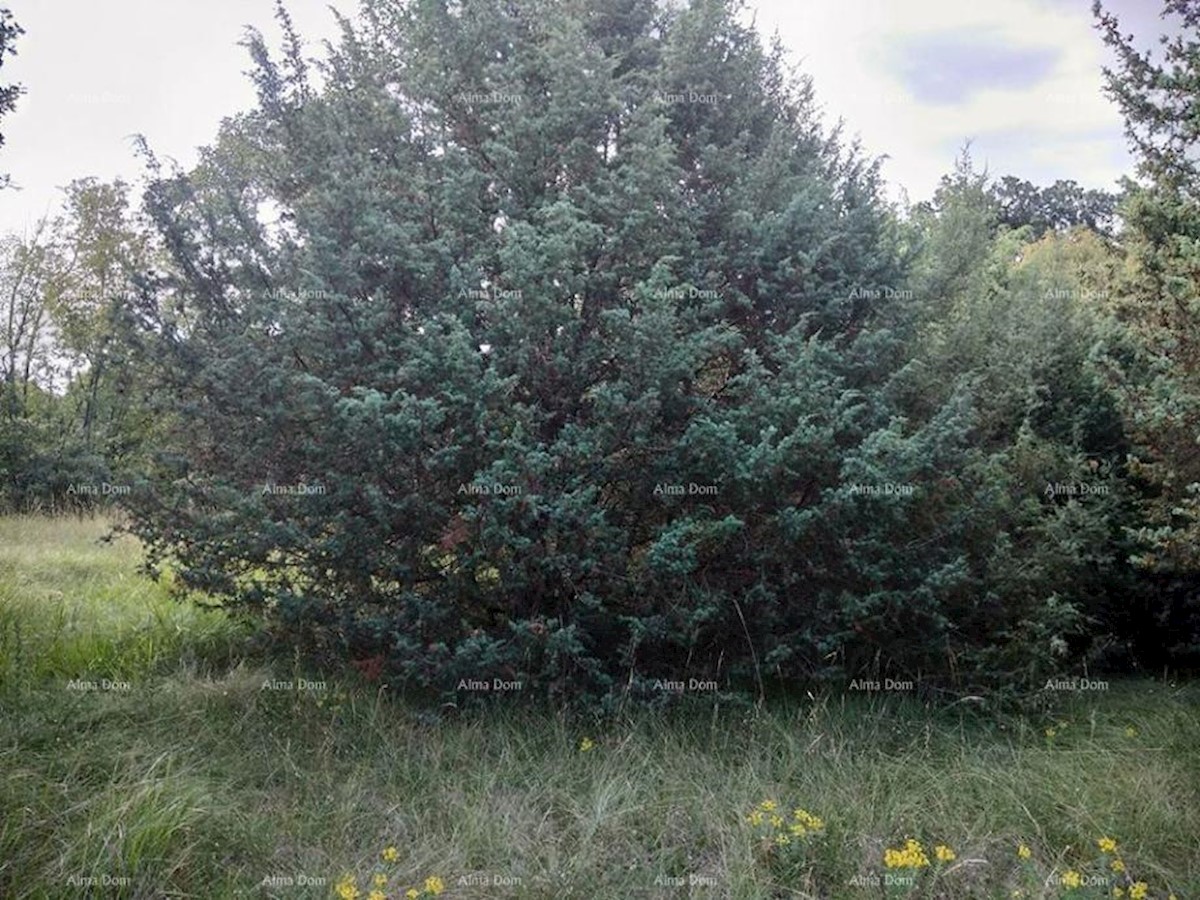 Bibići terreno agricolo in vendita