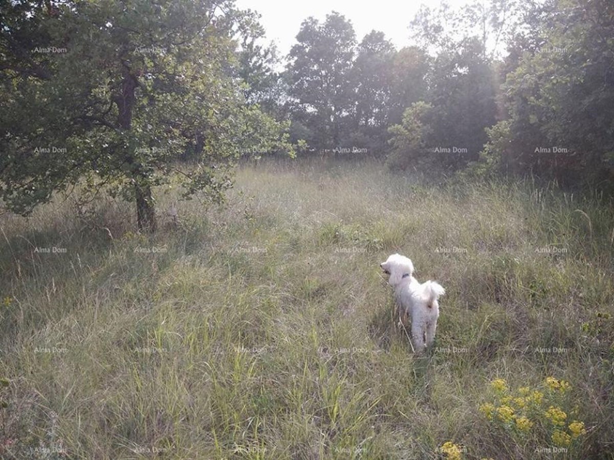 Bibići terreno agricolo in vendita