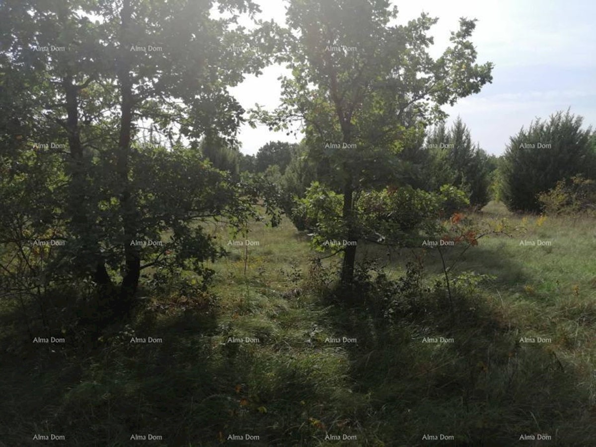 Bibići terreno agricolo in vendita