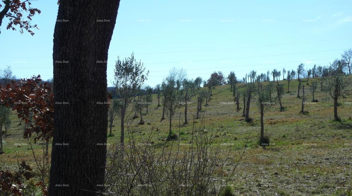 Momjan – vendita di terreni edificabili in ottima posizione.