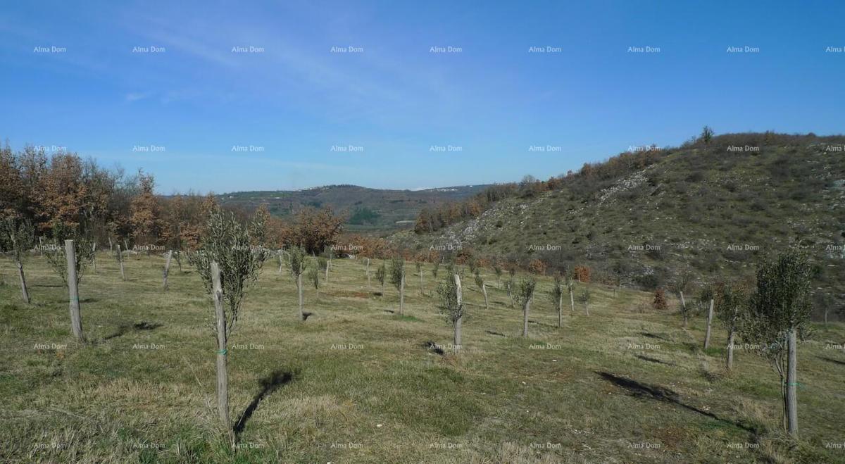 Momjan – vendita di terreni edificabili in ottima posizione.