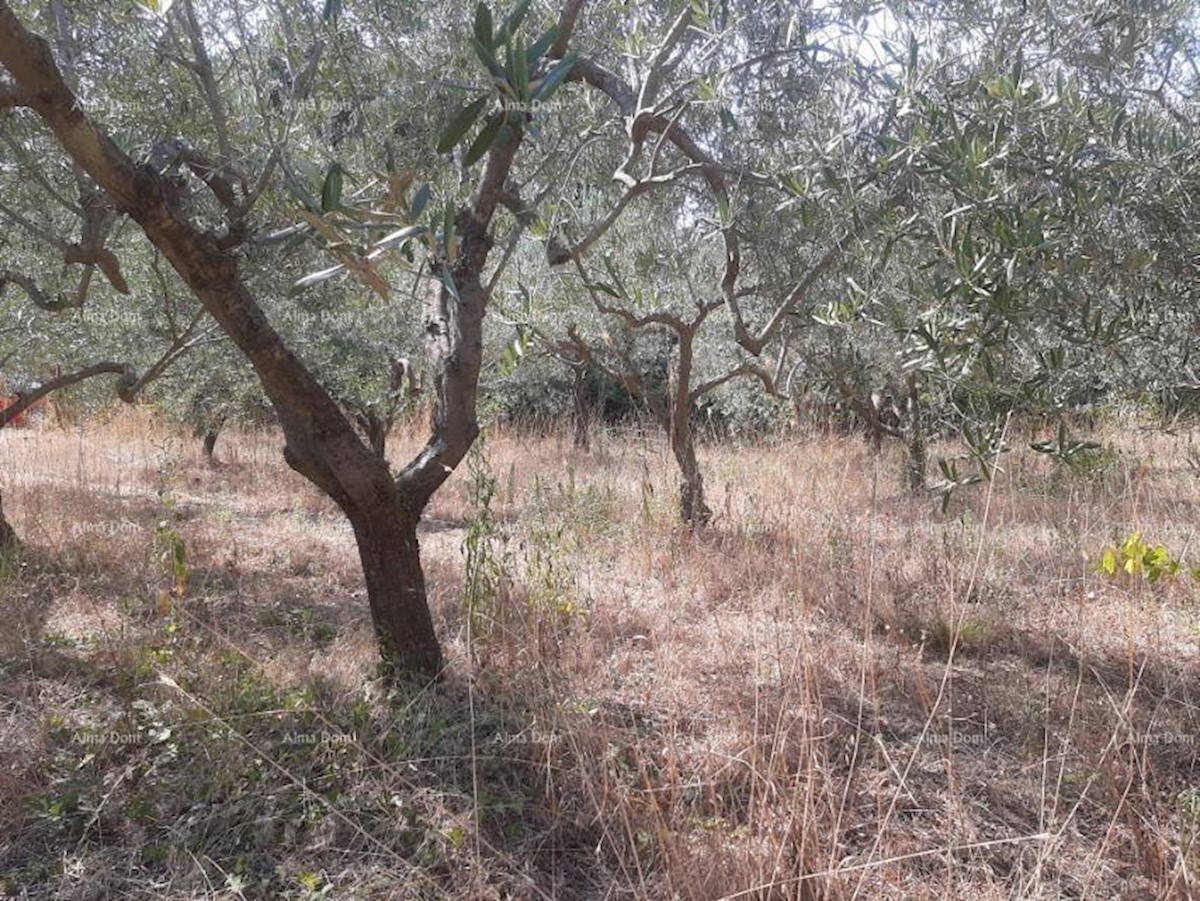 Terreno agricolo Ližnjan