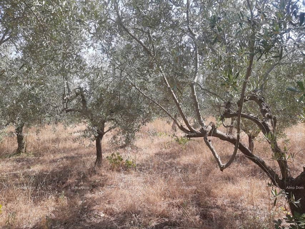 Terreno agricolo Ližnjan