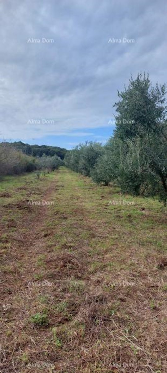 Terreno agricolo Pješčana Uvala