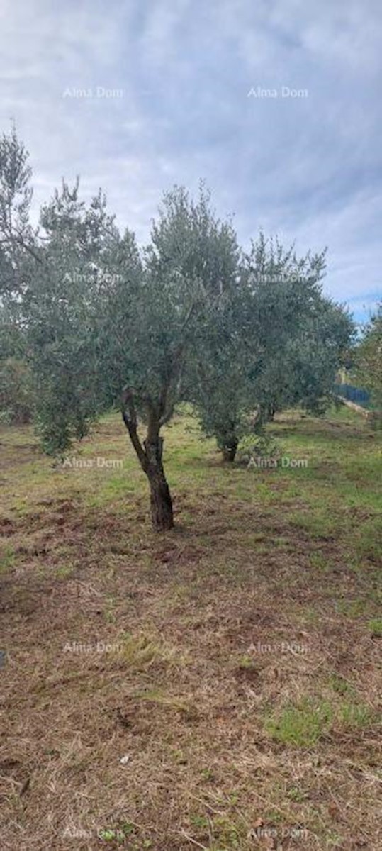 Terreno agricolo Pješčana Uvala