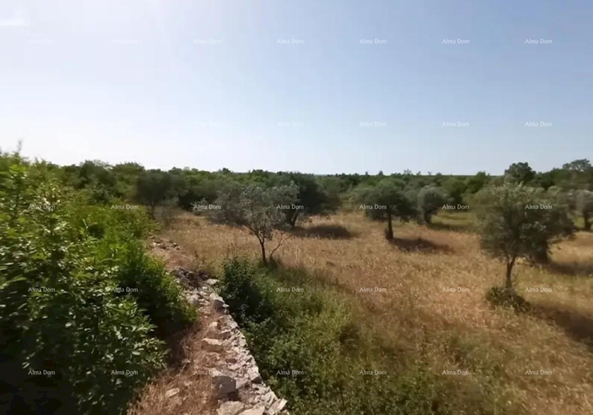 Terreno agricolo Vodnjan