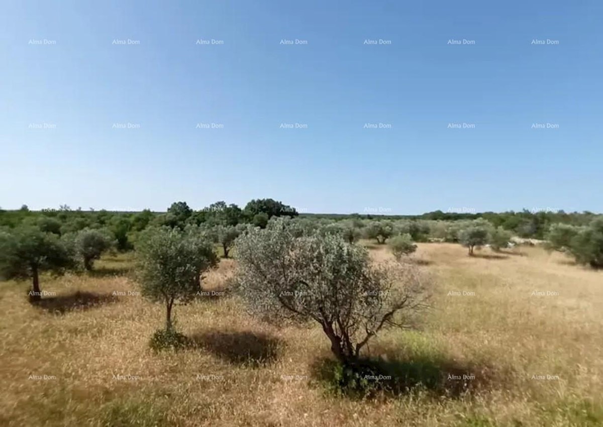 Terreno agricolo Vodnjan