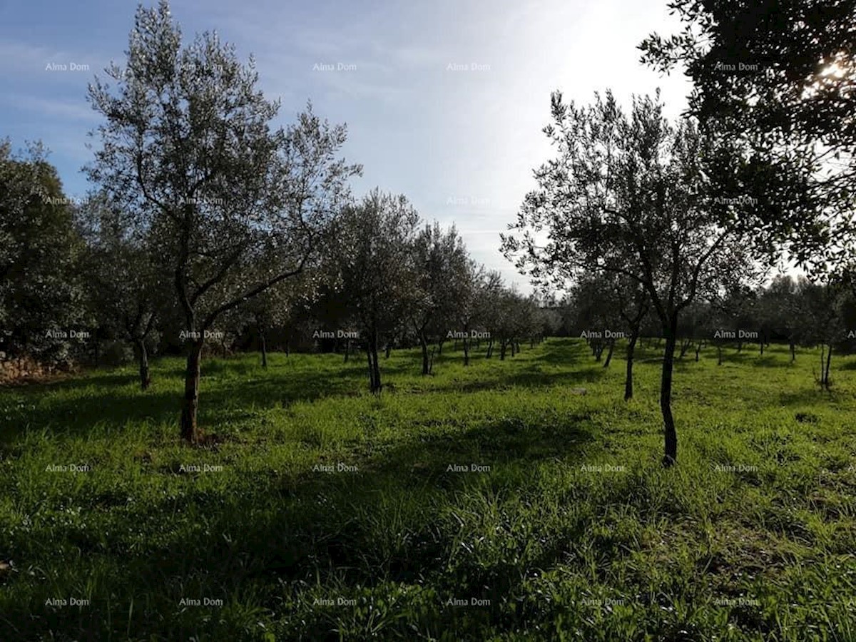 Terreno agricolo Fažana