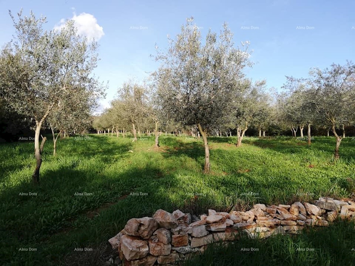 Terreno agricolo Fažana