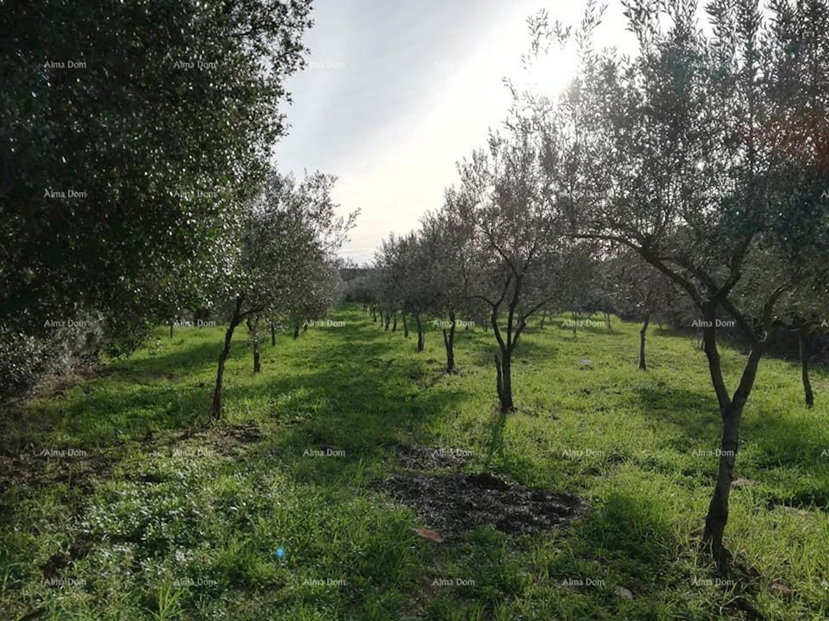 Terreno agricolo Fažana