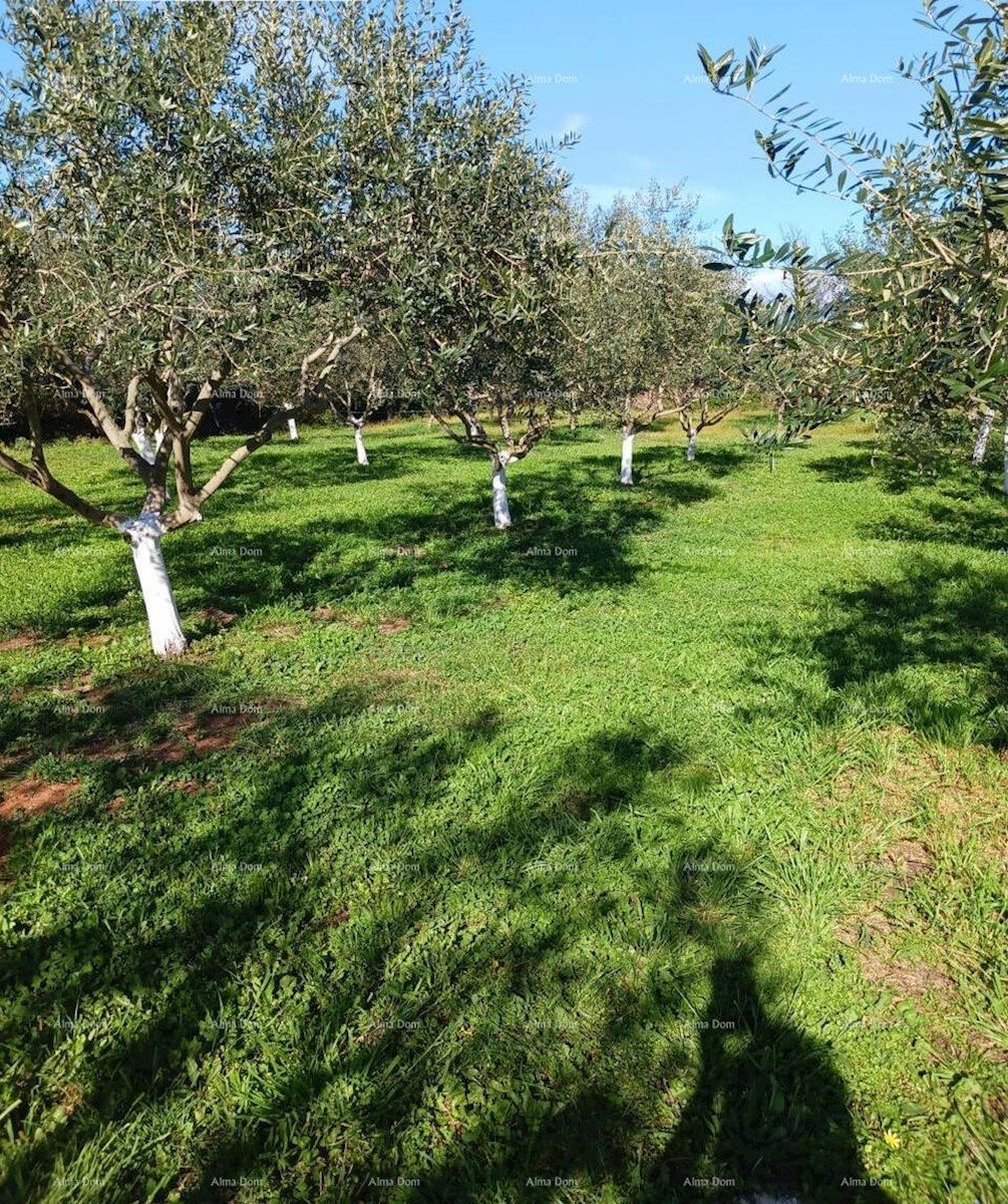 Terreno agricolo Ližnjan