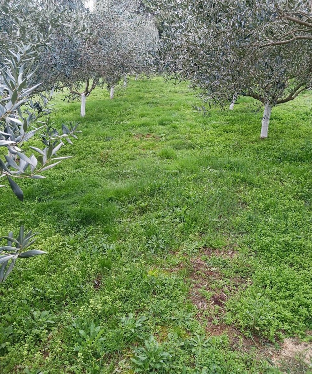 Terreno agricolo Ližnjan