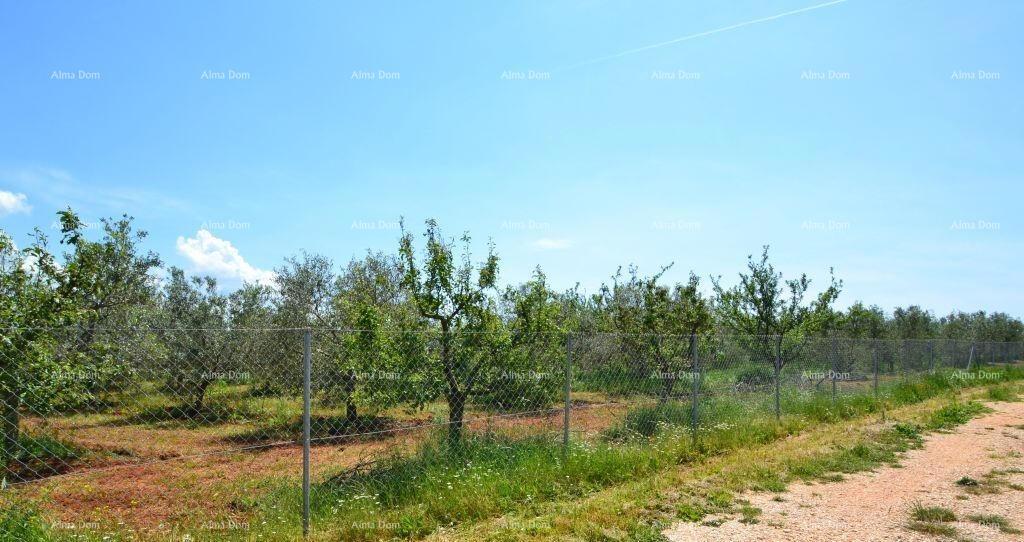 Terreno agricolo Novigrad