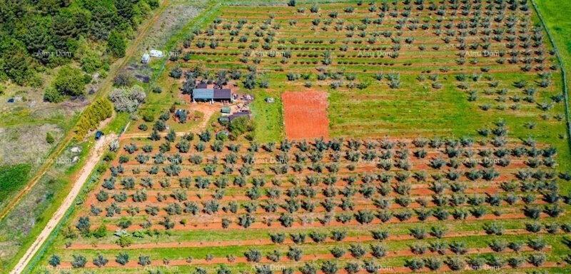 Terreno agricolo Novigrad