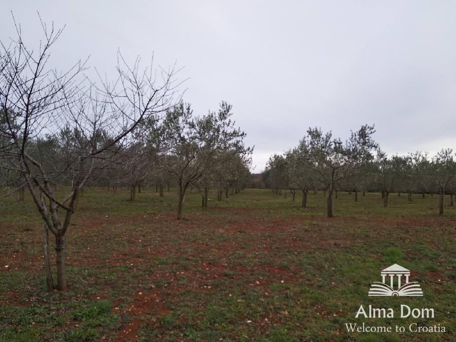 Proponiamo terreno agricolo con uliveto!