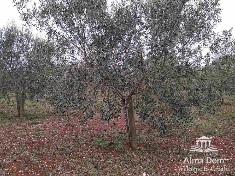 Proponiamo terreno agricolo con uliveto!