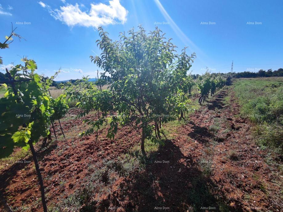 Terreno agricolo Barban