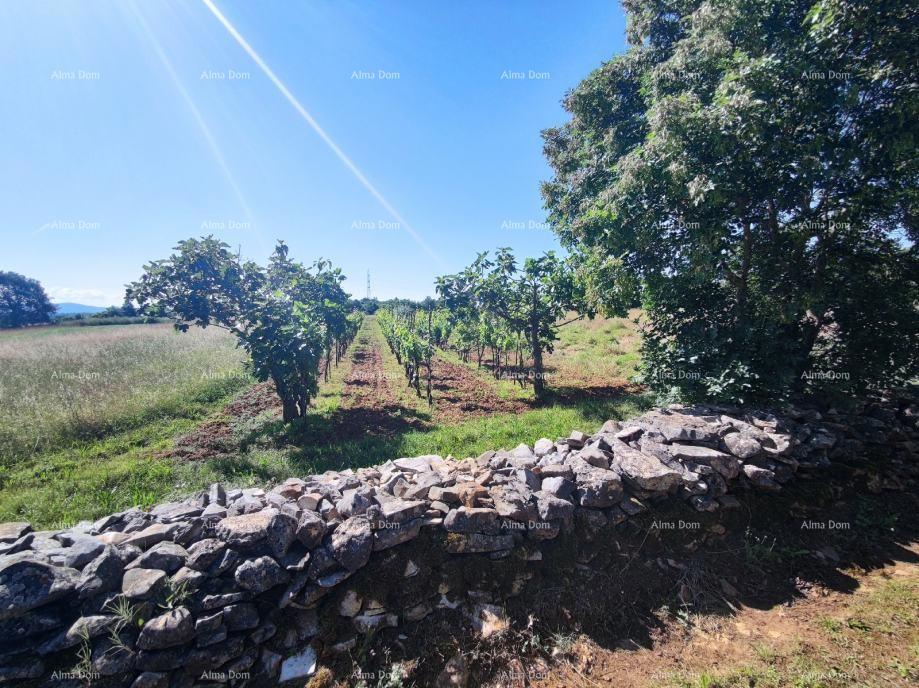 Terreno agricolo Barban