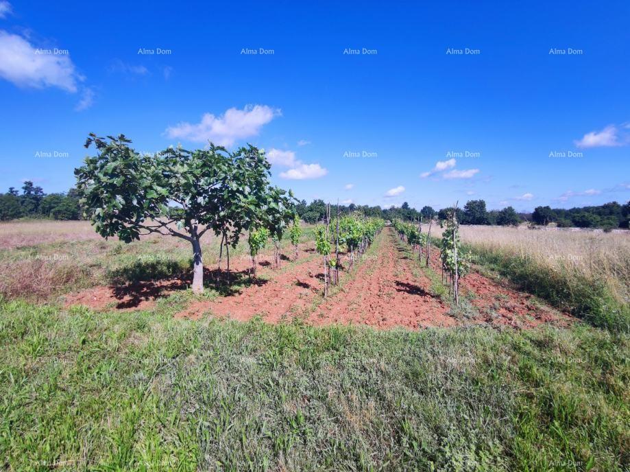 Terreno agricolo Barban