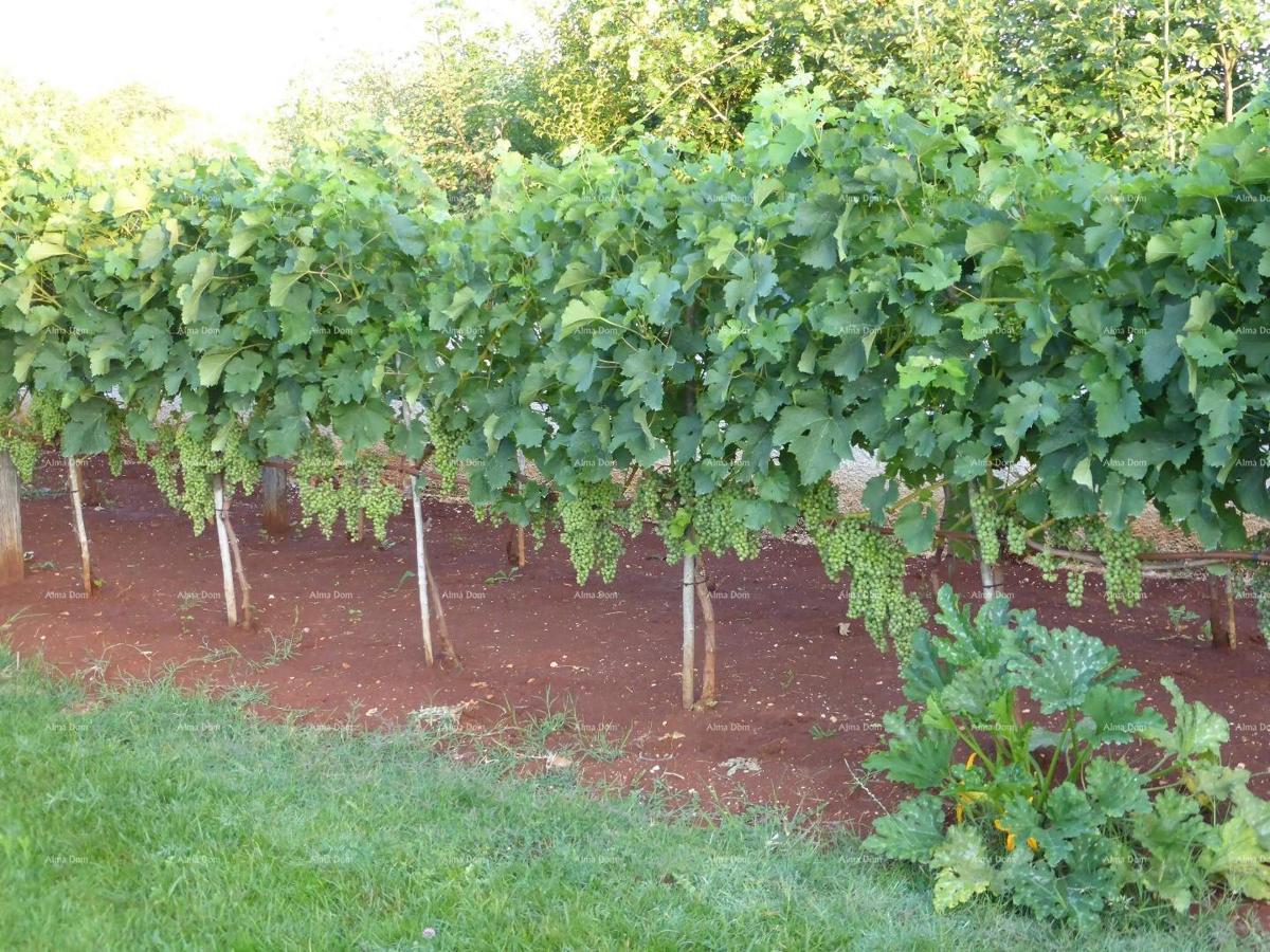 Villa in vendita, Marčana.