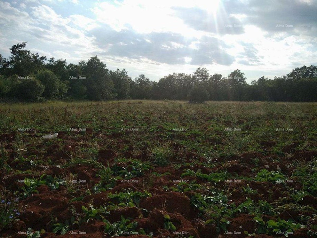 Terreno agricolo Svetvinčenat