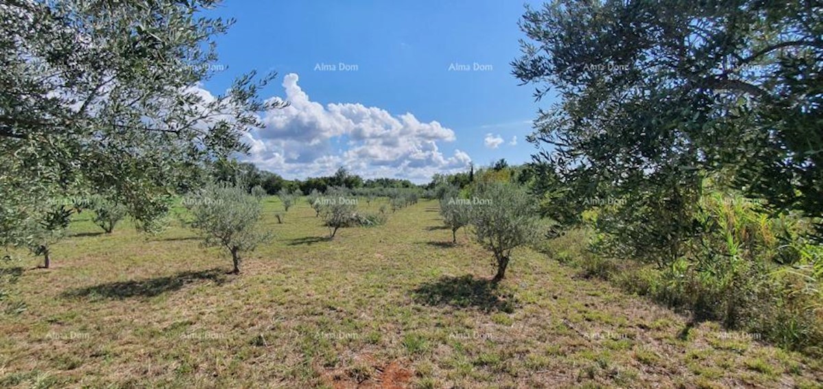 Terreno agricolo Kaštelir-Labinci