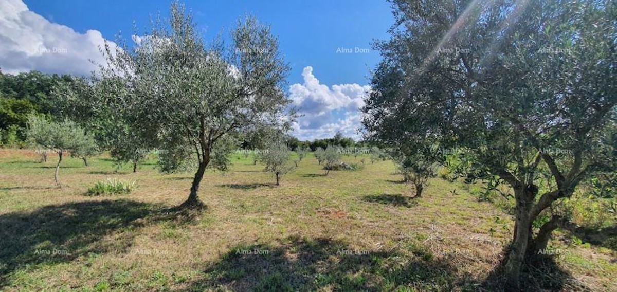 Terreno agricolo Kaštelir-Labinci