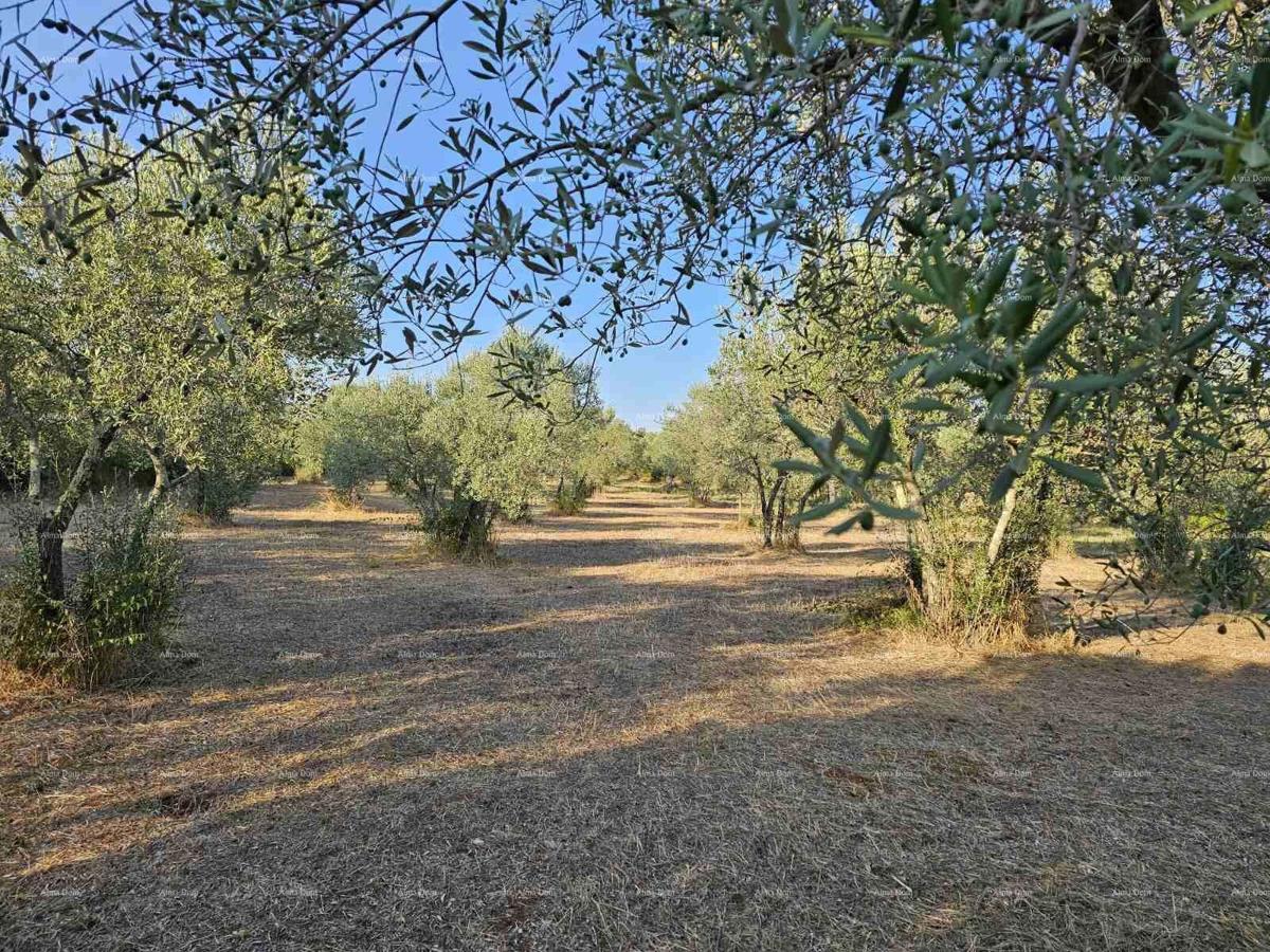 Terreno agricolo Fažana