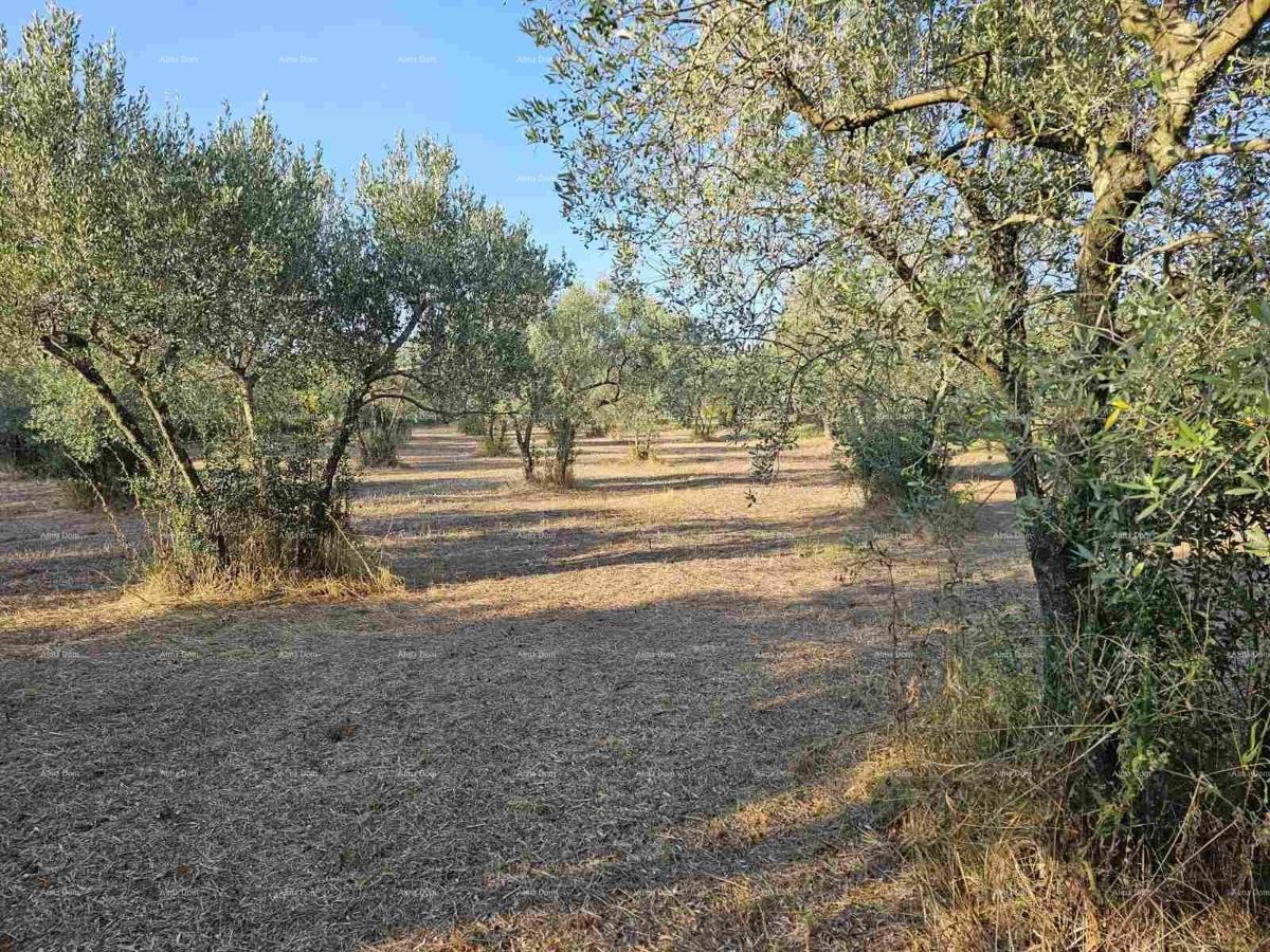 Terreno agricolo Fažana