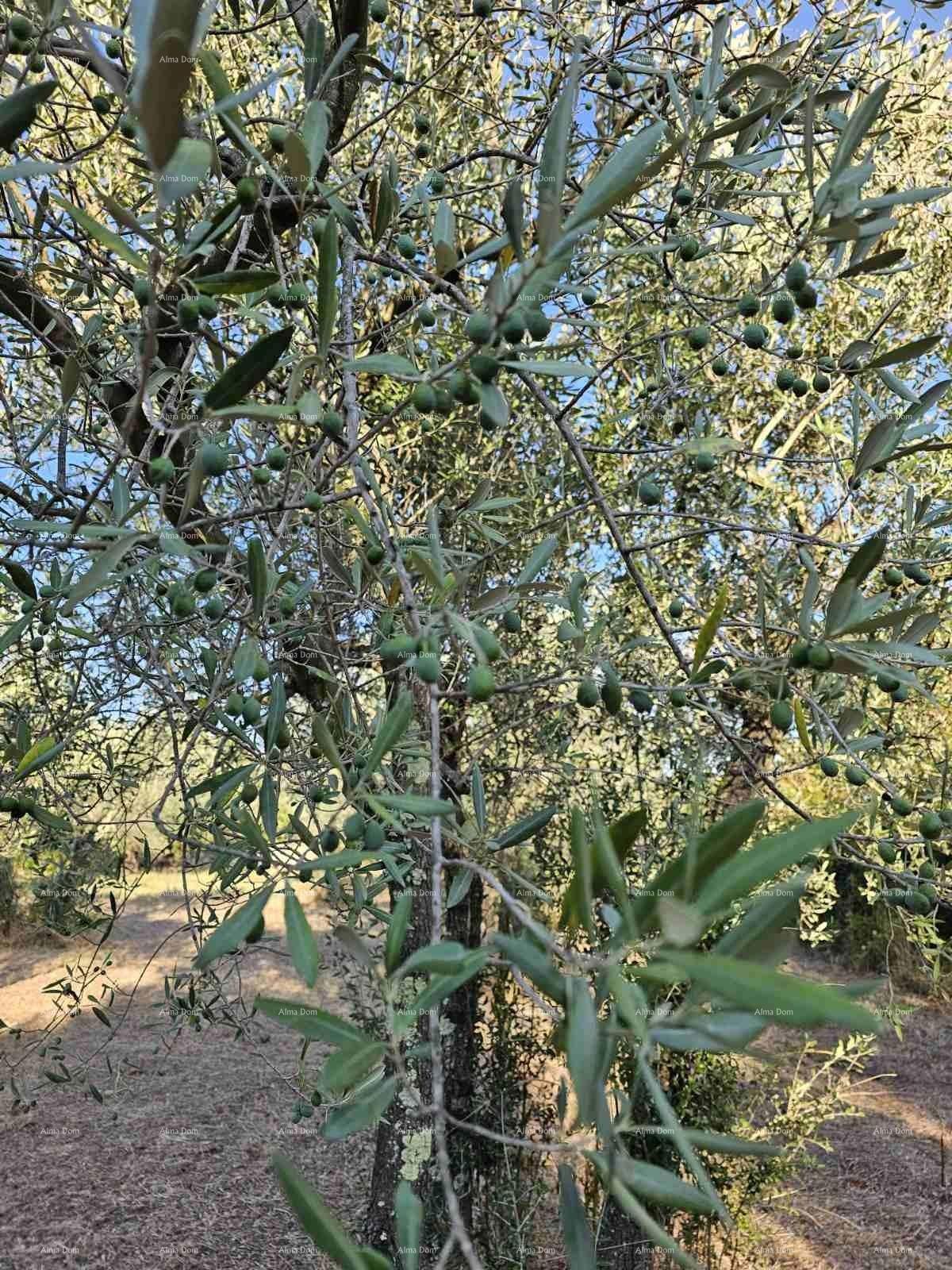 Terreno agricolo Fažana