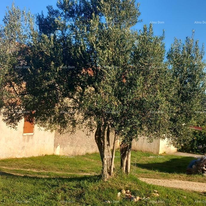 Eccellente opportunità - proprietà con casa in pietra, ampio terreno e strutture accessorie - vicinanza a Rovigno!