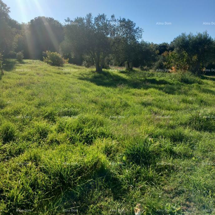 Eccellente opportunità - proprietà con casa in pietra, ampio terreno e strutture accessorie - vicinanza a Rovigno!