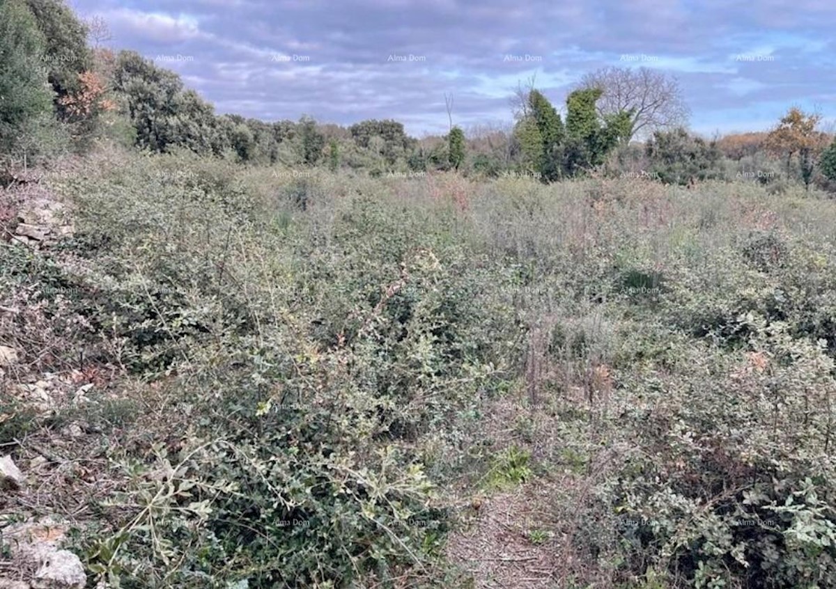 Eccellente terreno agricolo a Medolino