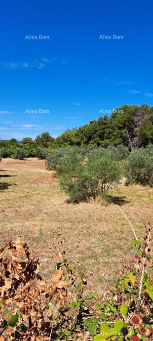 In vendita terreno agricolo – Fažana - Peroj