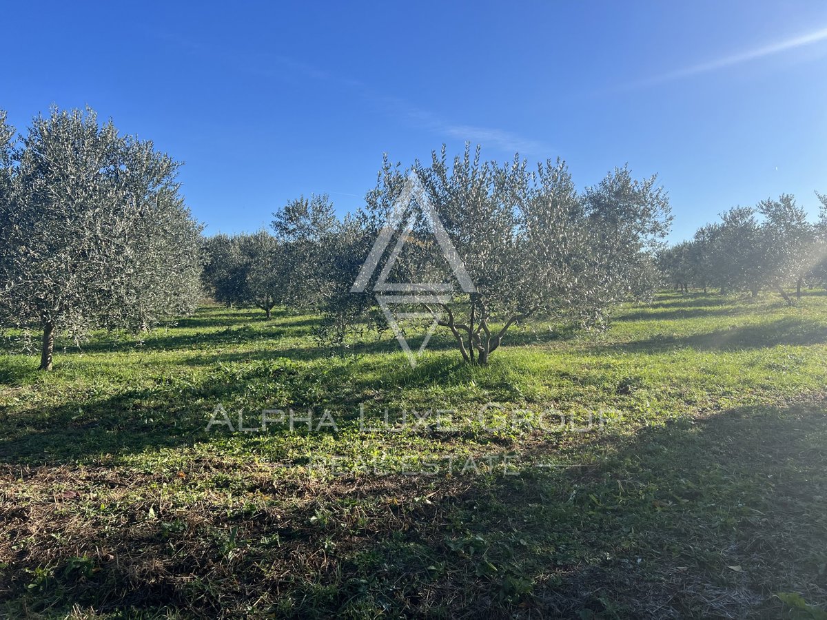 Istria, Tar, Terreno agricolo con uliveto in vendita