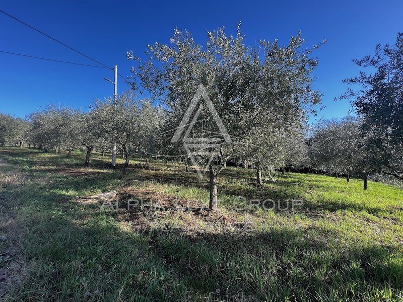 Istria, Tar, Terreno agricolo con uliveto in vendita